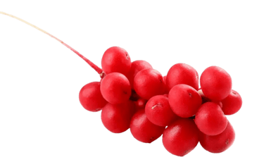 schizandra