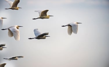 flock of storks in V formation