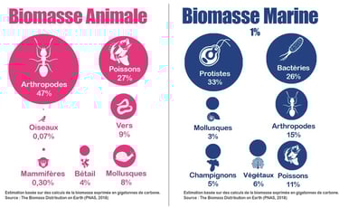 PESTICIDES BIODIVERSITÉ EXTINCTION MASSE INFOGRAPHIES