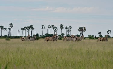 Zebra Migration in the Makgadikgadi Saltpans, Botswana