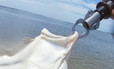 Fluke are toothy