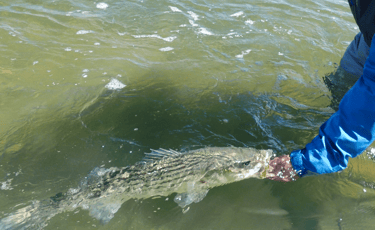 Catch and Release Striped Bass