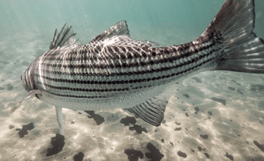 Striped Bass