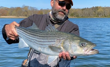 Striped bass
