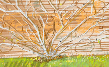 Scotney Castle walled garden - espaliered fig tree - digital drawing