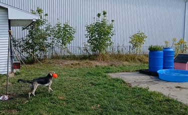a dog is playing with a frisbee in the yard