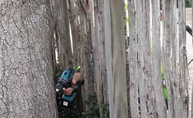 no limits or barriers to our determination to treat your tree