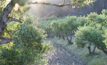 36°21' Soroni Grove in a spring morning