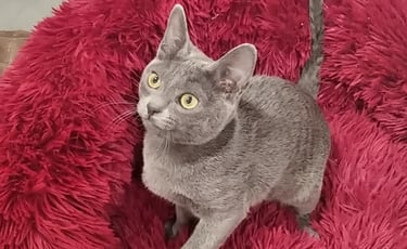 Gato korat , pelaje azul plateado