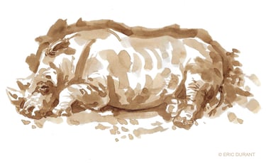 Lavis de brou de noix  sur papier - © Eric Durant