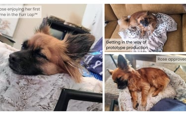 Cutest brown dog on furr lap dog lap bed