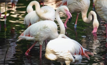 Berlin's zoo mourns Ingo, a flamingo who died at 75