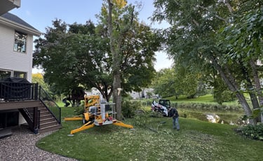 tree-removal-near-home.jpg