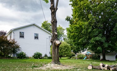 tree-removal-in-residential-yard.png