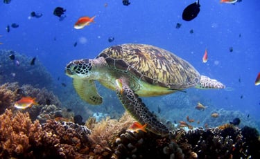 Swim with vibrant coral reefs and marine life on your Palawan expedition tour