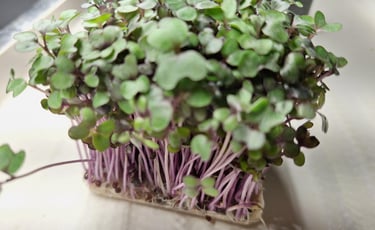  micro cabbage 
