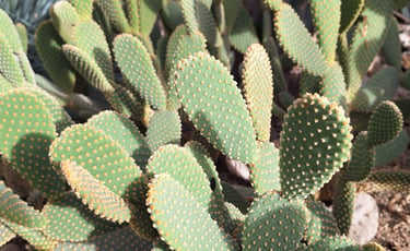 a number of green cactus plants