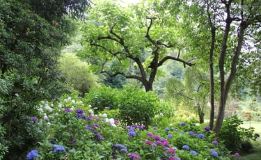 a garden with flowering bushes and trees