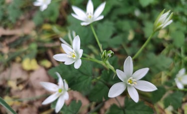 star of bethlehem Laura COTTING