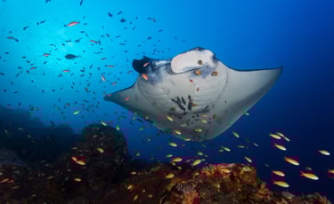 Micronesia Manta Ray
