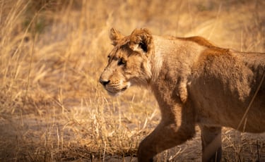 un jeune lion dans la savane du Botswana en safari