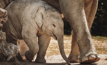 Elefantes-en-bioparc