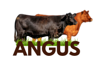 Raza ANGUS