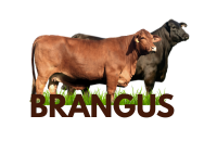 Raza BRANGUS