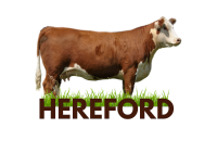 Raza HEREFORD