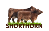 Raza SHORTHORN