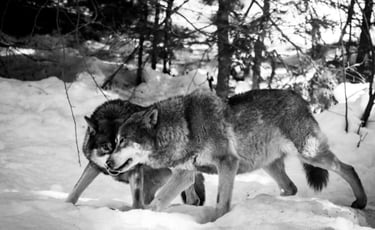 Wölfe