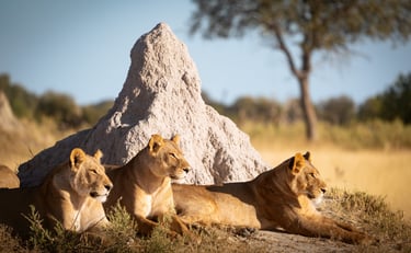 trois lionnes sur une termitière 