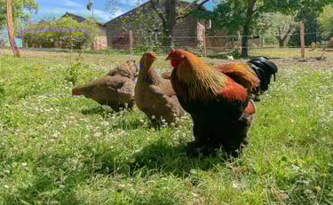deux poules et un coq profitant dans la prairie