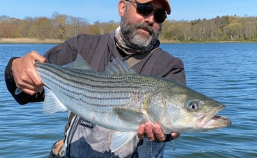 Striped bass