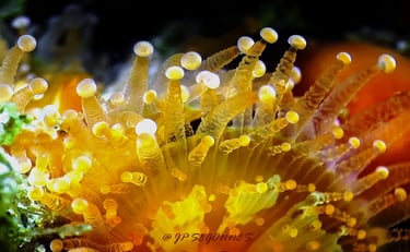 Tentacules d'Anémone bijou au Cap Ferret