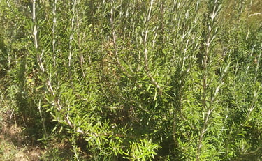 Romarin offcicinal