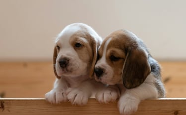 Deux chiots chez un éléveur