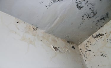 Black mold growth and peeling paint on a white ceiling caused by water damage and moisture.