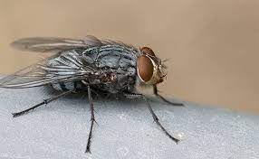 la mouche