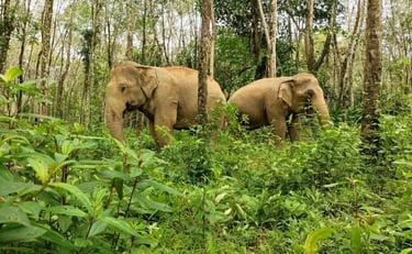 thailand khao lak elephant experience