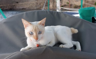 Pookie, la moussaillonne de Panterita et grande amatrice de poisson-lion