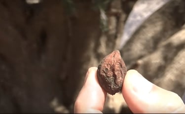 Noix d'Argan mûre avec pulpe brunie