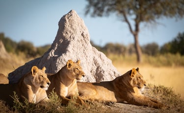 trois lionnes sur une termitière 