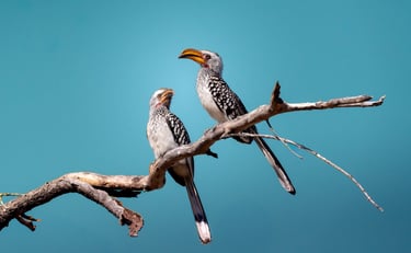 deux calao (dit zazu) sur une branche dans la savane du Botswana