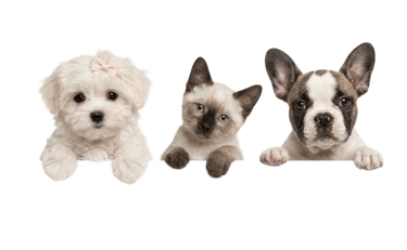 A cute Maltese puppy, Siamese kitten, and French Bulldog puppy peeking over a black border.