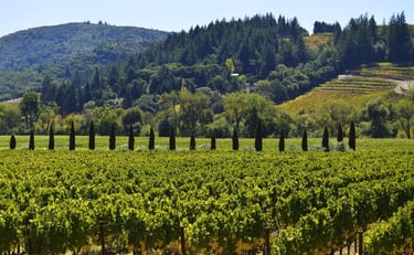 Sonoma County Vineyard with tall trees