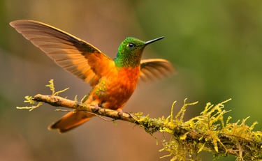 Photography & Birdwatching Manu National Park by Bus 8 Day Amazon Wildlife