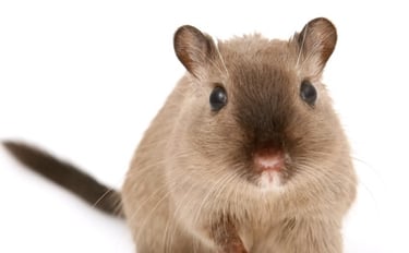Norway Rat