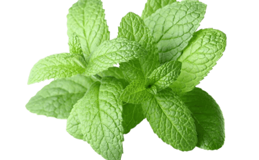 peppermint