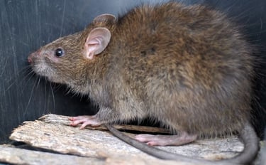 Bandicoot